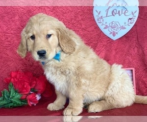 Golden Retriever Puppy for sale in LANCASTER, PA, USA