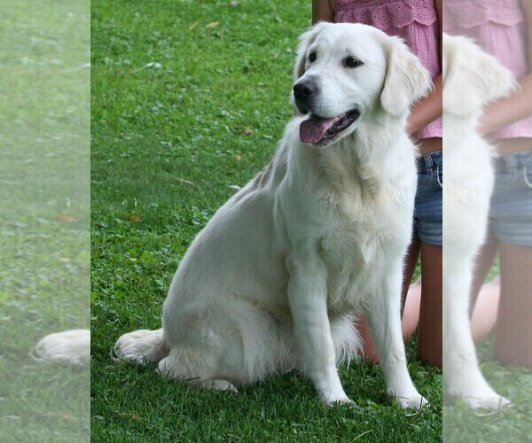 Medium Photo #2 English Cream Golden Retriever Puppy For Sale in MARSHFIELD, WI, USA