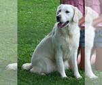 Small #1 English Cream Golden Retriever