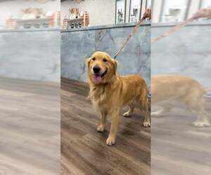 Sammy 1550 - Male Golden Retriever Dog for Adoption