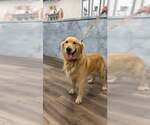 Sammy 1550 - Male Golden Retriever Dog for Adoption - Small photo