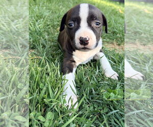American Pit Bull Terrier Dogs for adoption in Alexandria, VA, USA