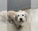 *MISTER - Male Mutt Dog for Adoption - Small photo