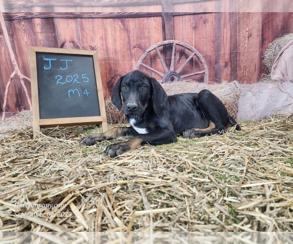 Medium Photo #4 Catahoula Leopard Dog Puppy For Sale in CUMBY, TX, USA