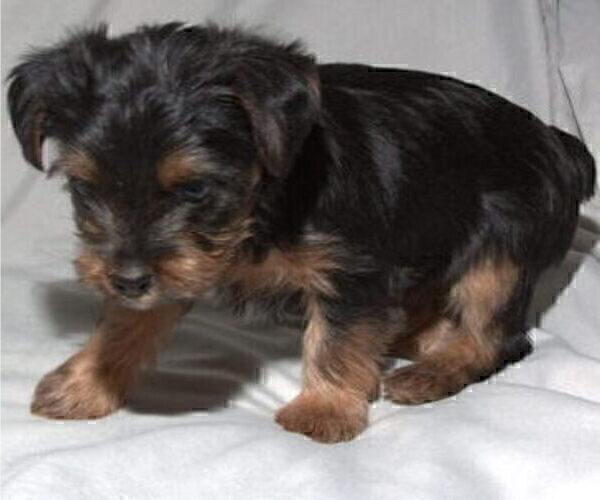 Medium Photo #8 Yorkshire Terrier Puppy For Sale in NORTHGLENN, CO, USA