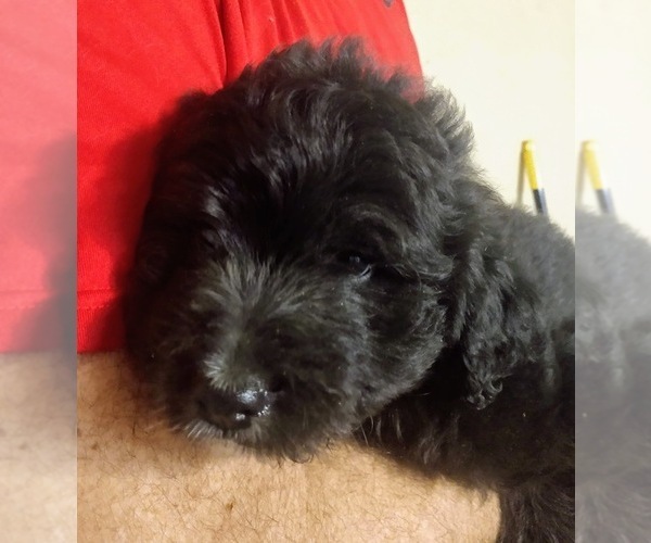 Medium Photo #1 Aussiedoodle Puppy For Sale in MARION, TX, USA