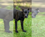 Small #32 Cane Corso