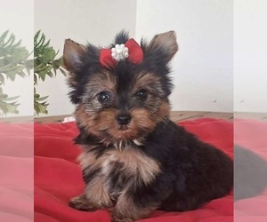 Yorkshire Terrier Puppy for sale in MABLETON, GA, USA