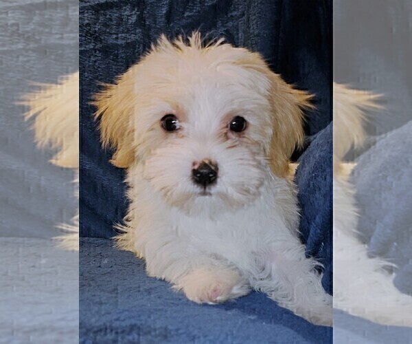 Medium Photo #1 Morkie Puppy For Sale in HOLLAND, MI, USA