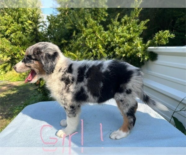 Medium Photo #6 Australian Shepherd Puppy For Sale in HYDEN, KY, USA