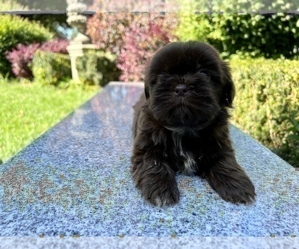 Medium Photo #19 Shih Tzu Puppy For Sale in HAYWARD, CA, USA
