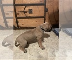 Small Photo #2 Mastiff Puppy For Sale in CALDWELL, ID, USA