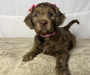 Medium Cocker Spaniel-Goldendoodle Mix