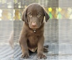 Puppy Sliver Shepradors