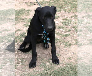 Kota - Male Labrador Retriever Dog for Adoption - Photo #4