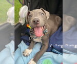 Small #7 American Pit Bull Terrier-Dachshund Mix