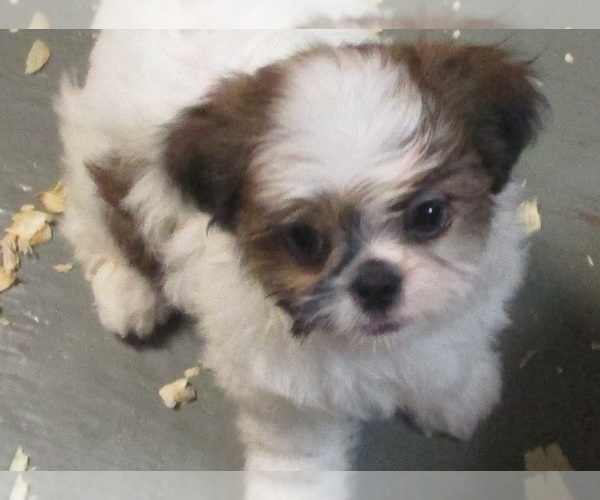 Medium Photo #18 Shih Tzu Puppy For Sale in CARROLLTON, GA, USA