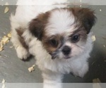 Small Photo #18 Shih Tzu Puppy For Sale in CARROLLTON, GA, USA