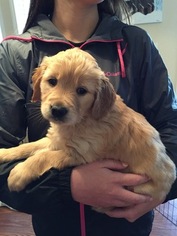 Golden Retriever Puppy for sale in TRINITY, NC, USA