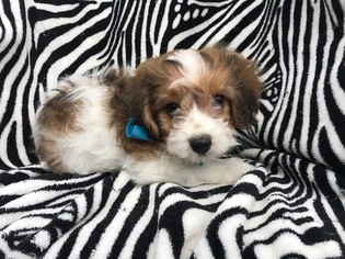 Cavachon Puppy for sale in PEACH BOTTOM, PA, USA