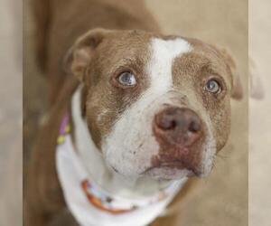 American Staffordshire Terrier-Unknown Mix Dogs for adoption in San Antonio, TX, USA