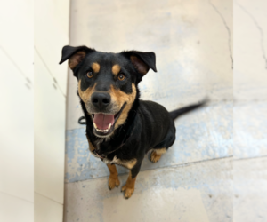 Mutt Dogs for adoption in Bryant, AR, USA