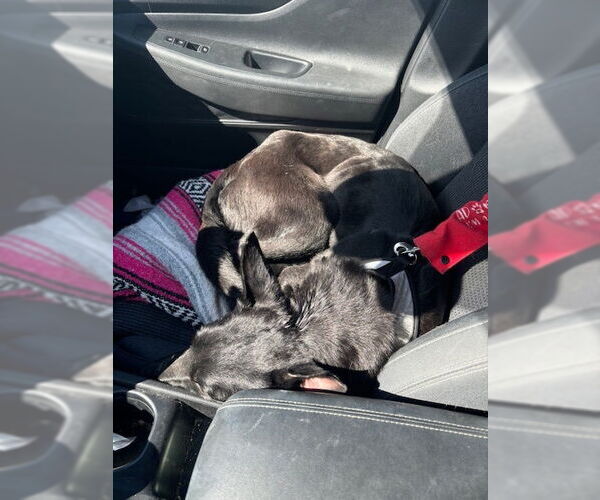 Medium Photo #2 Mutt Puppy For Sale in Imlay City, MI, USA