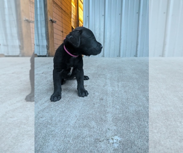 Medium Photo #6 Labrador Retriever Puppy For Sale in PIERSON STATION, IL, USA