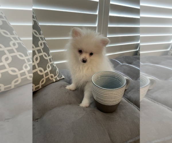 Medium Photo #1 Pomeranian Puppy For Sale in LOS ANGELES, CA, USA