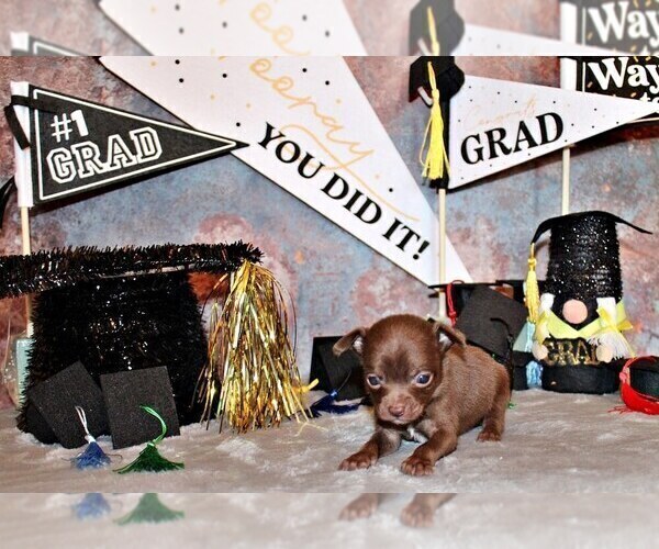 Medium Photo #4 Chihuahua Puppy For Sale in CHARLESTON, AR, USA