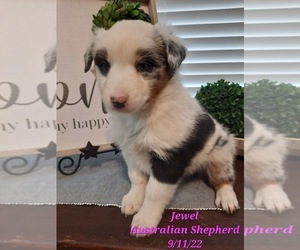 Australian Shepherd Puppy for Sale in SHIPSHEWANA, Indiana USA
