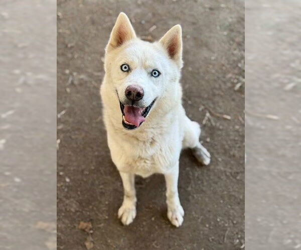 Medium Photo #1 Siberian Husky Puppy For Sale in Riverside, CA, USA