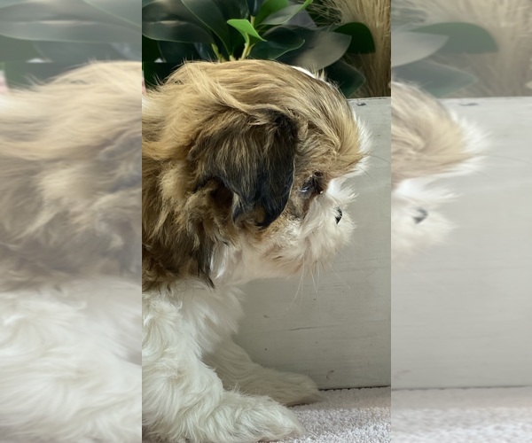 Medium Photo #3 Shih Apso Puppy For Sale in CANOGA, NY, USA