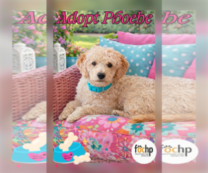 Poodle (Toy)-Unknown Mix Dogs for adoption in Menifee, CA, USA