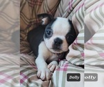 Small Photo #17 Boston Terrier Puppy For Sale in POMEROY, OH, USA