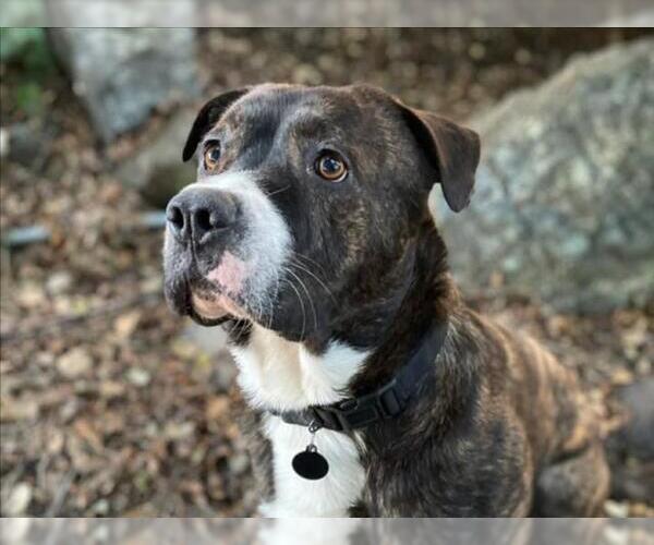 Medium Photo #3 Mutt Puppy For Sale in Martinez, CA, USA