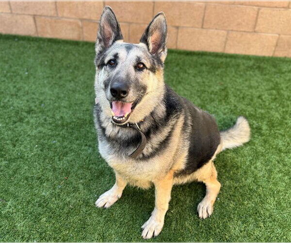 Medium Photo #2 German Shepherd Dog Puppy For Sale in Moreno Valley, CA, USA