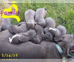 Mother of the American Pit Bull Terrier puppies born on 10/23/2026
