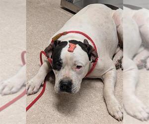 Boxer-Unknown Mix Dogs for adoption in Bakersfield, CA, USA