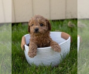 Cocker Spaniel-Poodle (Miniature) Mix Puppy for sale in FREDERICKSBG, OH, USA
