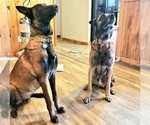 Small Photo #1 Belgian Malinois Puppy For Sale in HOYT, KS, USA