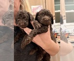 Small #25 Poodle (Standard)