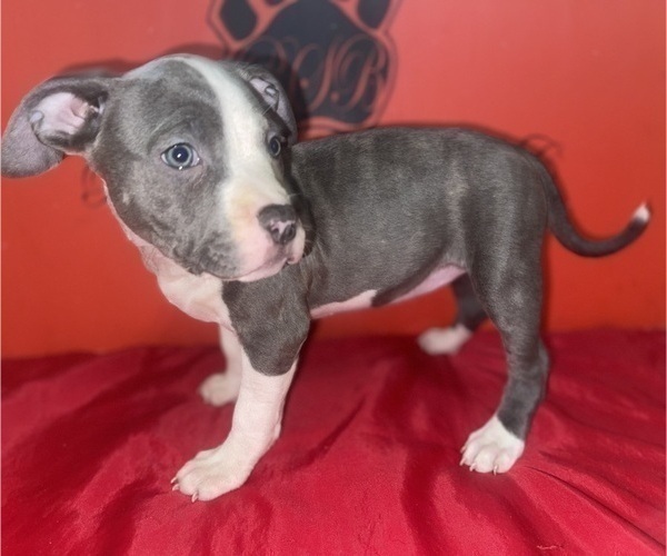 Medium Photo #2 American Pit Bull Terrier Puppy For Sale in TRENTON, NJ, USA