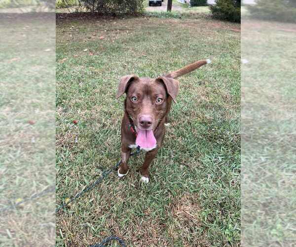 Medium Photo #1 Mutt Puppy For Sale in Candler, NC, USA