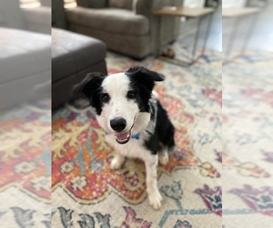 Border Collie Puppy for sale in KANSAS CITY, MO, USA