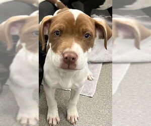 Mutt Dogs for adoption in Sterling, MA, USA