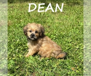 Shih-Poo Puppy for sale in HARTLAND, MN, USA