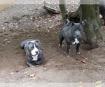 Small Photo #1 American Pit Bull Terrier Puppy For Sale in DELAWARE, OH, USA