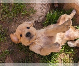 Goldendoodle (Miniature) Puppy for sale in MESA, AZ, USA