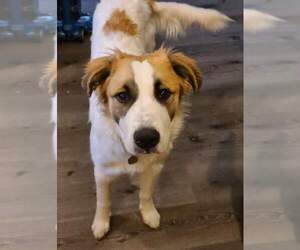 Boxer-Great Pyrenees Mix Puppy for sale in IRON MOUNTAIN, MI, USA